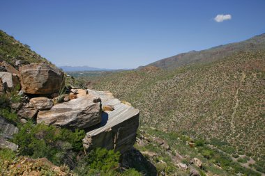 Dev saguaro kaktüsü, tuc saguaro Milli Parkı, sonoran Çölü