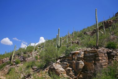 Dev saguaro kaktüsü, tuc saguaro Milli Parkı, sonoran Çölü