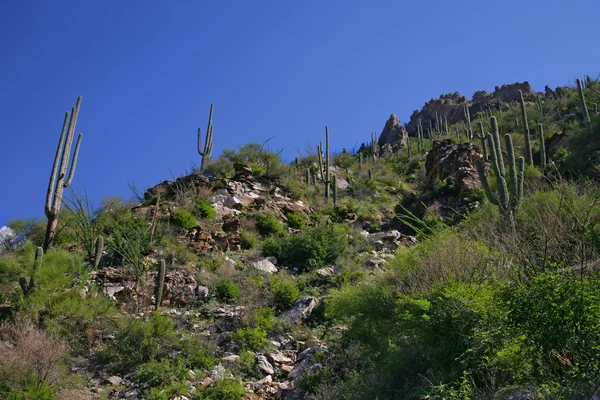 Giant Saguaro Cactus, Taman Nasional Saguaro, Gurun Sonora, Tuc — Stok Foto