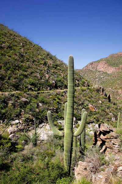 Giant Saguaro Cactus, Taman Nasional Saguaro, Gurun Sonora, Tuc — Stok Foto