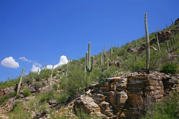 Gigantul Saguaro Cactus, Parcul Național Saguaro, Deșertul Sonoran, Tuc — Fotografie, imagine de stoc