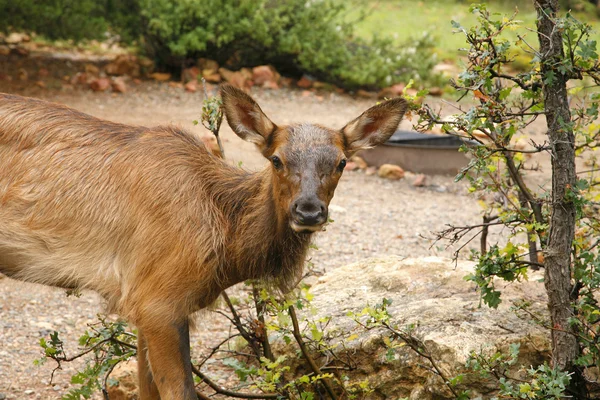 Wapiti Elk against in the Grand Canyon - Arizona USA 4 — Stock Photo, Image