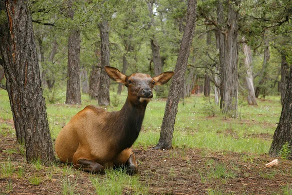 Wapiti Elk (Cervus elaphus) contra en el Gran Cañón - Arizón —  Fotos de Stock