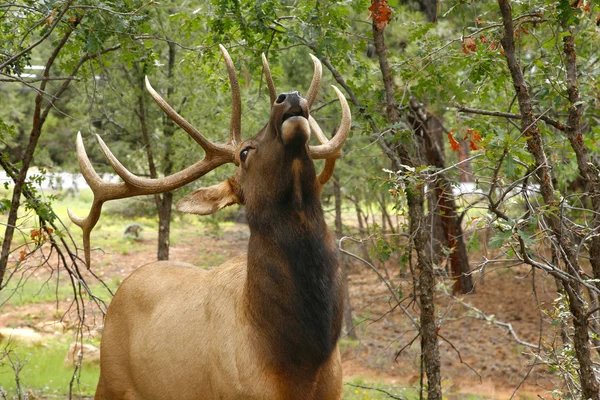 Wapiti Elk (Cervus elaphus) against in the Grand Canyon - Arizon — Stock Photo, Image