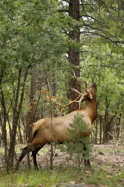 Büyük Kanyon - Arizon Kanada geyik (Cervus elaphus) karşı