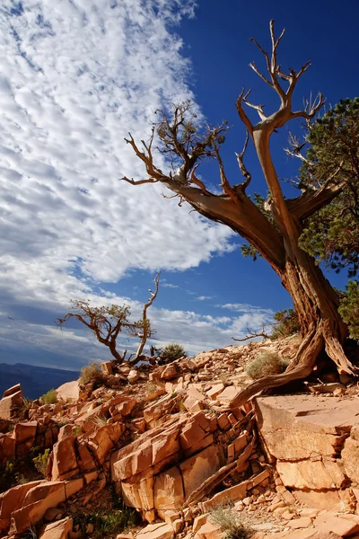 ölü ağaç - Büyük Kanyon arizona ABD