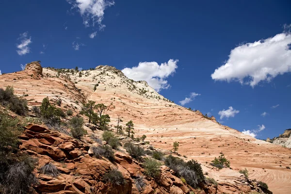 Rode rots en bomen. nationaal park zion. Utah — Stockfoto