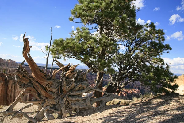 Csendélet a bryce canyon nemzeti park, utah, Amerikai Egyesült Államok. — Stock Fotó