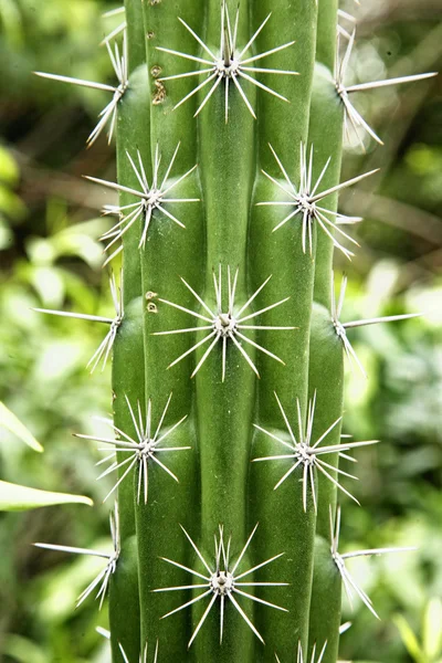Yksityiskohta kaktuksesta — kuvapankkivalokuva