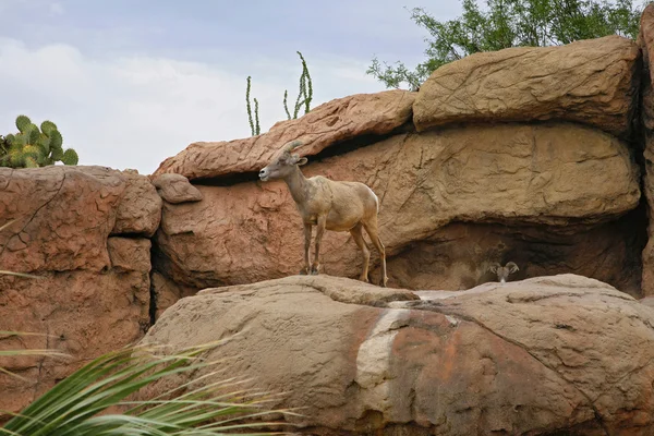 Owiec Bighorn (famale). Muzeum pustyni, tucson, Stany Zjednoczone Ameryki — Zdjęcie stockowe