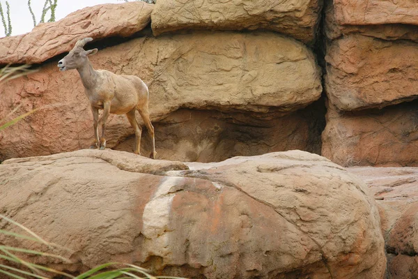 大角羊 （女性）。沙漠博物馆，美国图森 — 图库照片