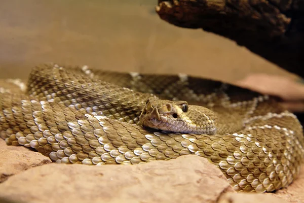 Arizona siyah çıngıraklı yılan - crotalus cerbus