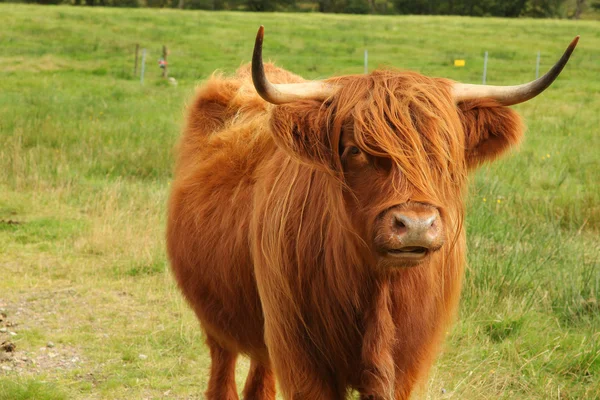 İskoç yayla inek alanını kapat