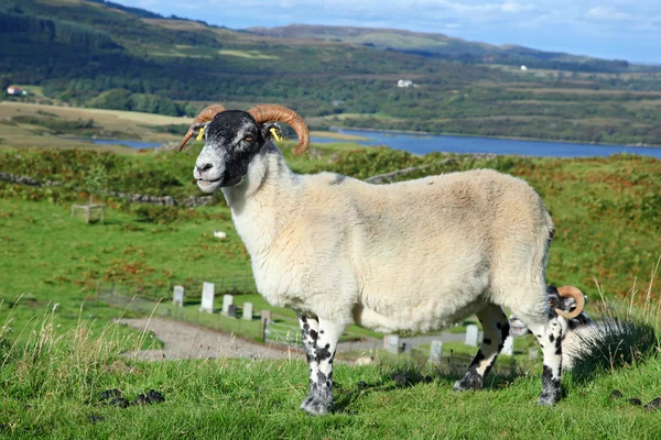 Portrait of a Scottish blackface sheep, Quirain, Isle of Skye, S — Stock Photo, Image