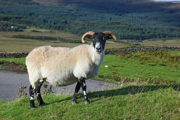 Retrato de una oveja de cara negra escocesa, Quirain, Isla de Skye, S — Foto de Stock