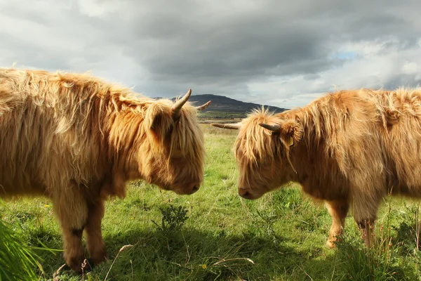 필드에 스코틀랜드 하이랜드 소의 클로즈업 — 스톡 사진