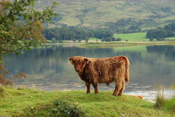 Шотландская горная корова в поле — стоковое фото