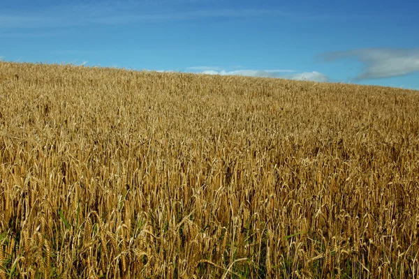 Campo de trigo na Escócia Campo Landscap — Fotografia de Stock