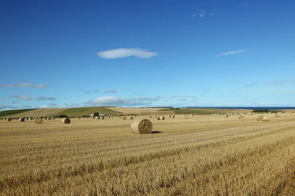 Palha em Scotland — Fotografia de Stock