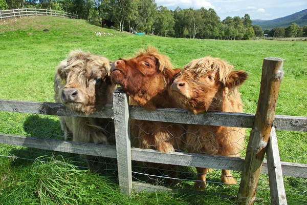 Primer plano de la vaca escocesa en el campo — Foto de Stock