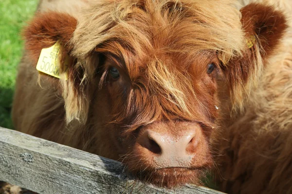 Primo piano della mucca scozzese di montagna in campo — Foto Stock