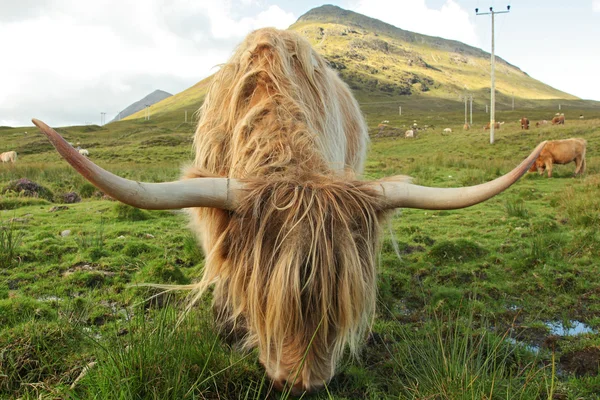 Close up de escocês vaca highland no campo — Fotografia de Stock