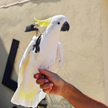 Sarı Kakadu (cacatua sulphurea)