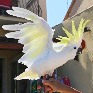 Sarı Kakadu (cacatua sulphurea)