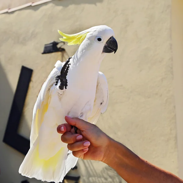 Yellow Cockatoo (Cacatua sulphurea) — Stock Photo, Image