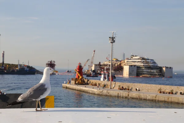 Zeemeeuw met Costa Concordia op achtergrond — Stockfoto