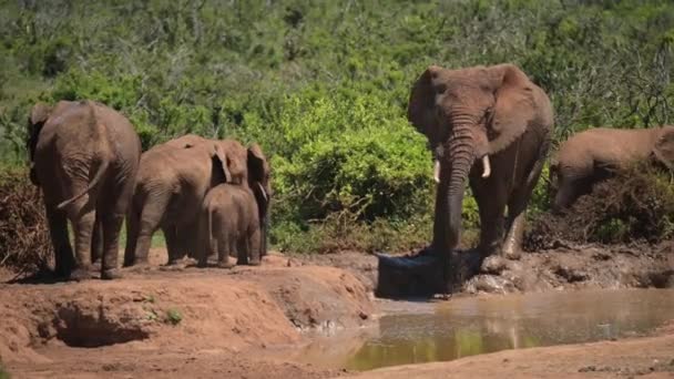 Família Elefantes Africanos Waterhole África Sul — Vídeo de Stock