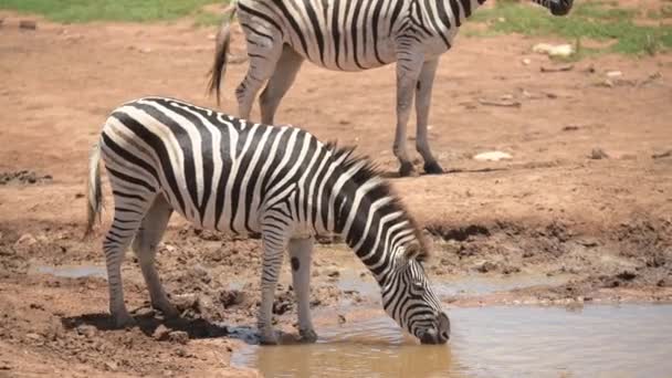 Zebra Drinking Waterhole South Africa — Stock Video