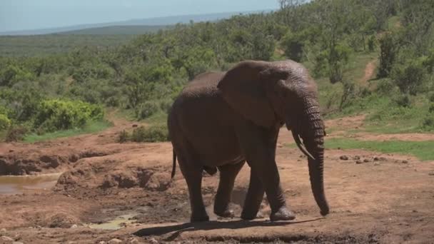 Elefante Africano Caminhando Buraco Água África Sul — Vídeo de Stock