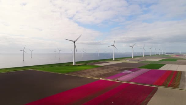 Vindkraft Och Tulpanfält Noordoostpolder Flevoland Nederländerna — Stockvideo