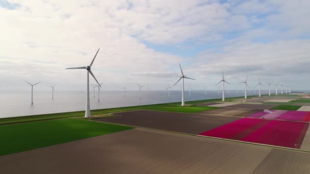 Windfarm Tulipán Mezők Noordoostpolder Flevoland Hollandia — Stock videók