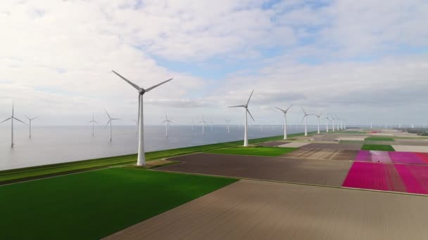 Windpark Und Tulpenfelder Noordoostpolder Flevoland Niederlande — Stockvideo
