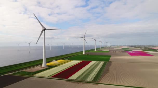 Πεδία Windfarm Και Τουλίπας Στο Noordoostpolder Flevoland Ολλανδία — Αρχείο Βίντεο