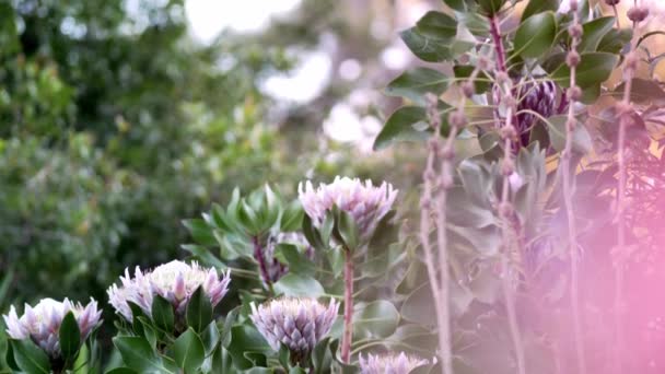 Protea Nativa Australiana Creciendo Jardín Lagos Entrada Australia — Vídeo de stock