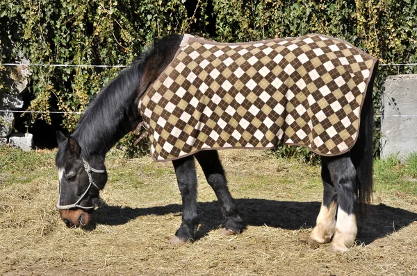 Koně s krytem — Stock fotografie
