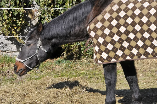 Cavalo com cobertura — Fotografia de Stock