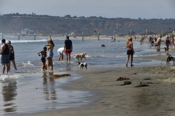 Hondenstrand Bij Coronado Island — Stockfoto