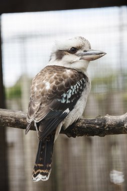 Kookaburra sitting on a perch in a wildlife reserve clipart