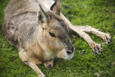 Patagonya cavy blackbrook hayvanat bahçesinde, staffordshire