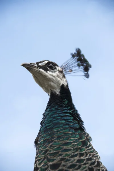 A peacock with a white head — Stock Photo, Image