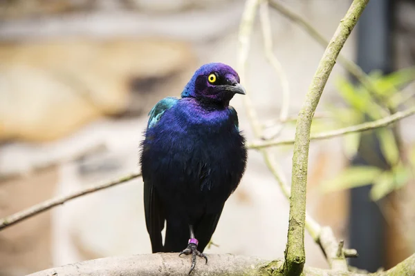 Purple glossy starling in a nature reserve — Stock Photo, Image