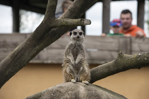 A meerkat in an enclosure being observed by a family — Stock Photo, Image