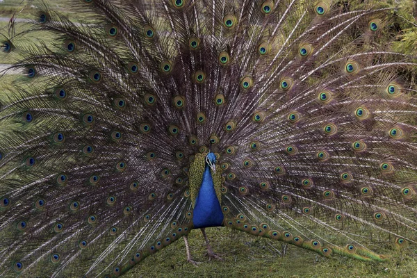 Fine peacock — Stock Photo, Image