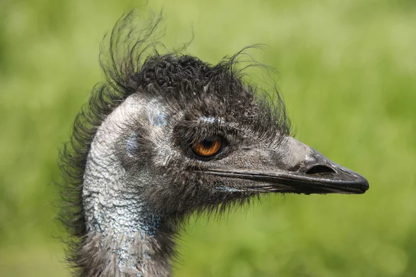 Side view of an emu in a bird reserve, England — Stock Photo, Image