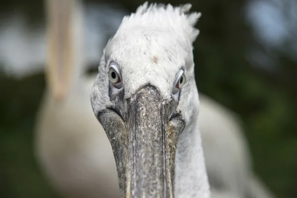 Close up of a pelican in a zoo — Stock Photo, Image