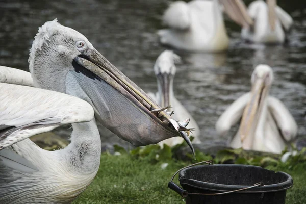 Nälkäinen pelikaani varastaa ruokaa ämpäri, musta puro eläintarha, Sta — kuvapankkivalokuva